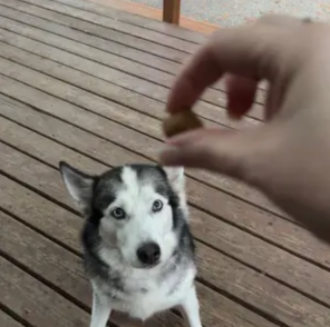 Happy customer's dog
